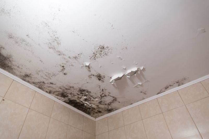 Attic Mold Removal in Boca Raton, FL