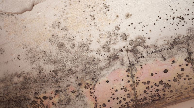 Attic Mold Removal in Frisco, TX