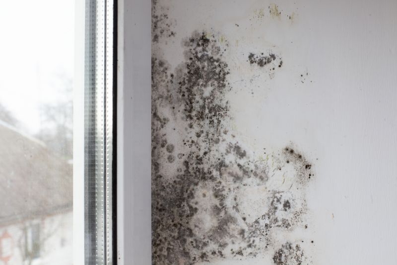 Basement Mold Removal in Broward County, FL