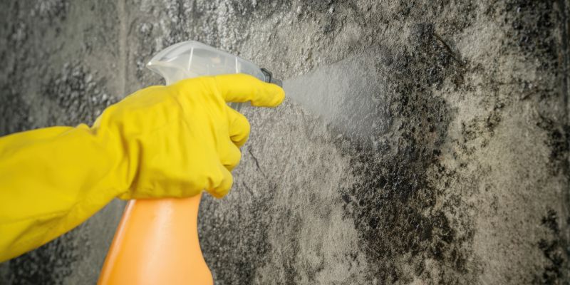 Black Mold Remediation in Jupiter, FL
