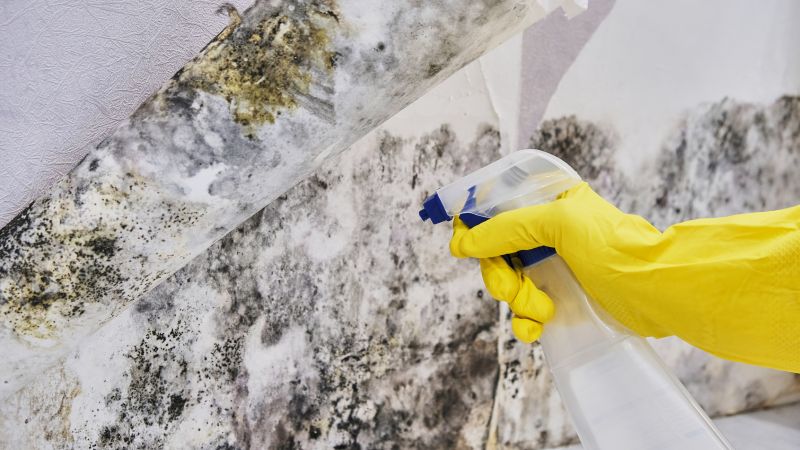 Black Mold Removal in Pompano Beach, FL