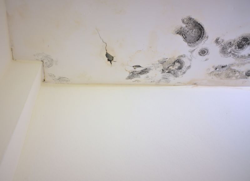 Ceiling Mold Removal in Boca Raton, FL
