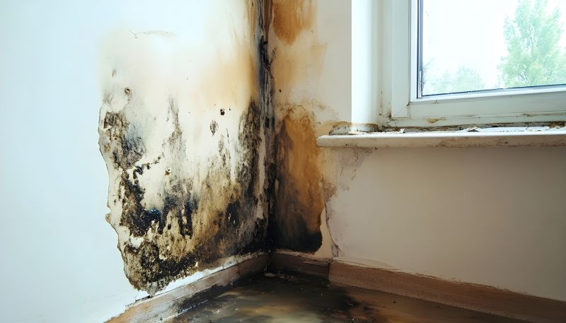 Ceiling Mold Removal in Boca Raton, FL