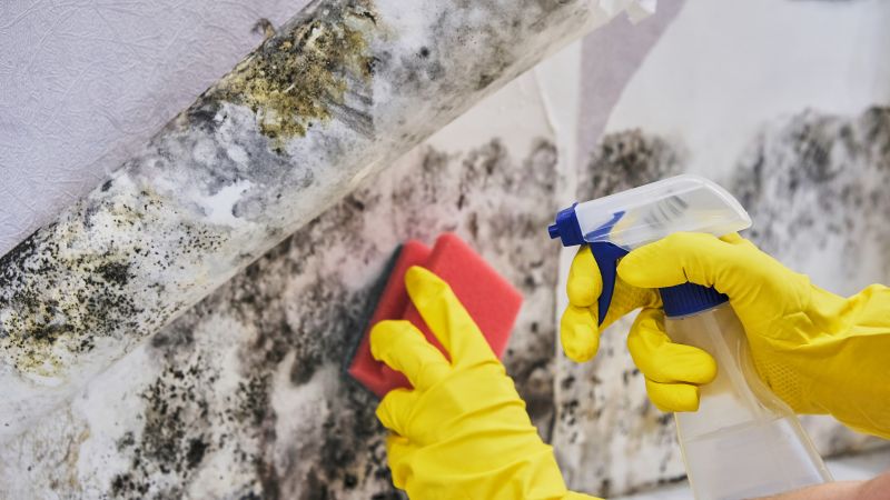 Mold Abatement in Essex County, NJ
