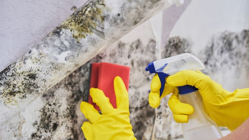 Mold Abatement Service in Frisco, TX