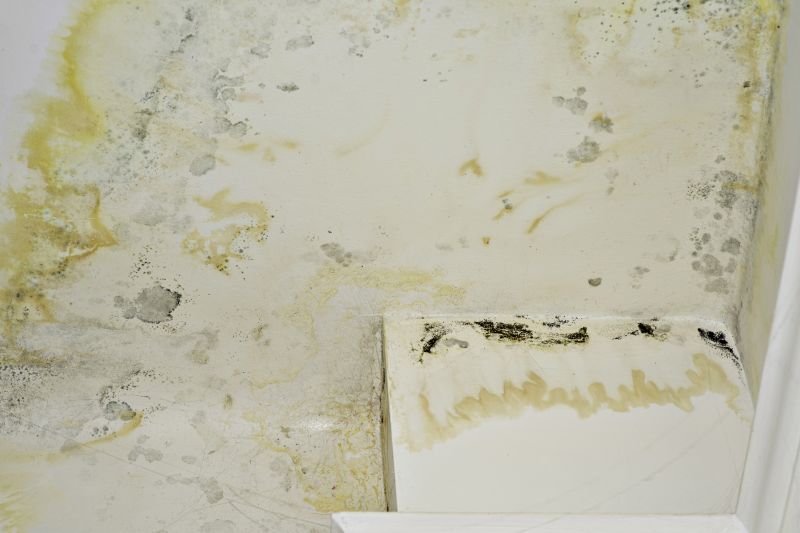 Mold Mitigation Service in Fort Lauderdale, FL