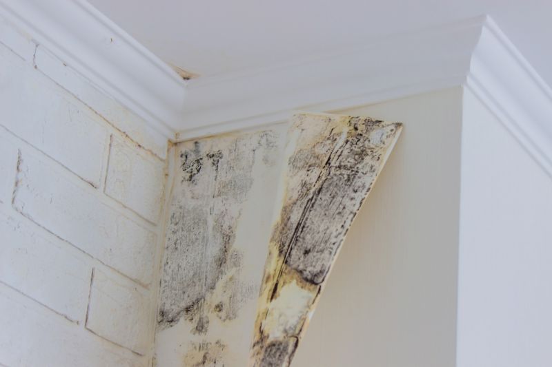 Mold Restoration in Jupiter, FL