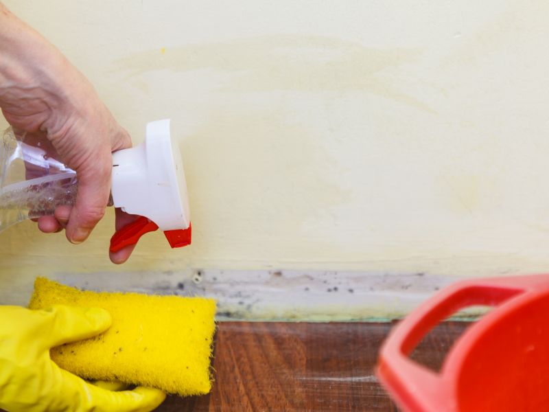 Mold Treatment Service in Broward County, FL