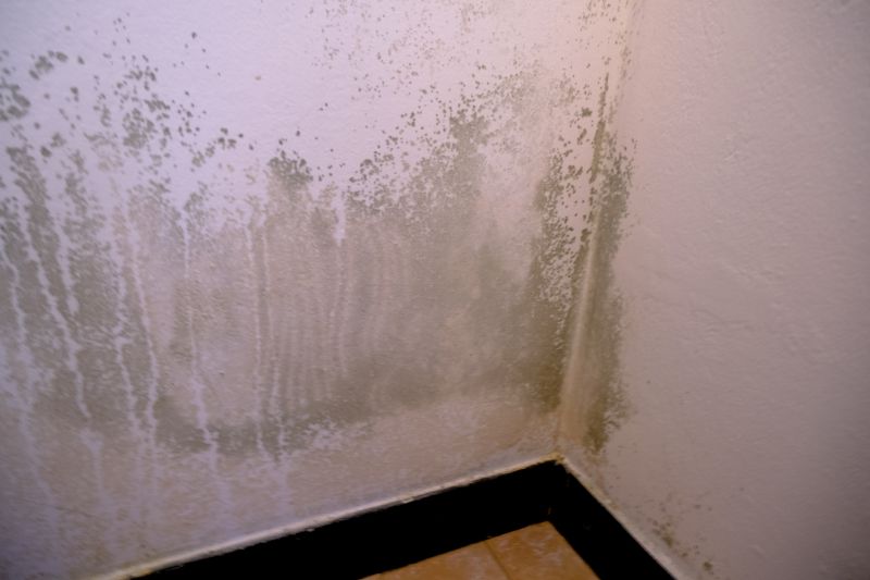 White Mold Mitigation in Boca Raton, FL