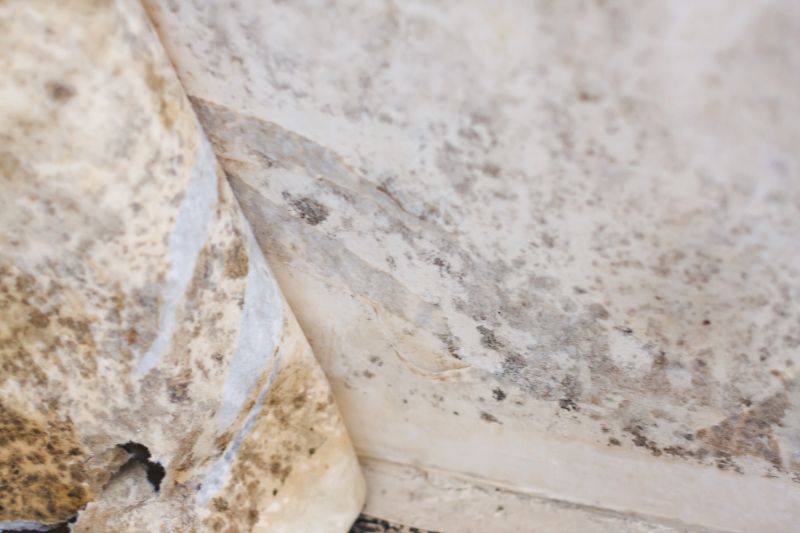 White Mold Mitigation in Bergen County, NJ